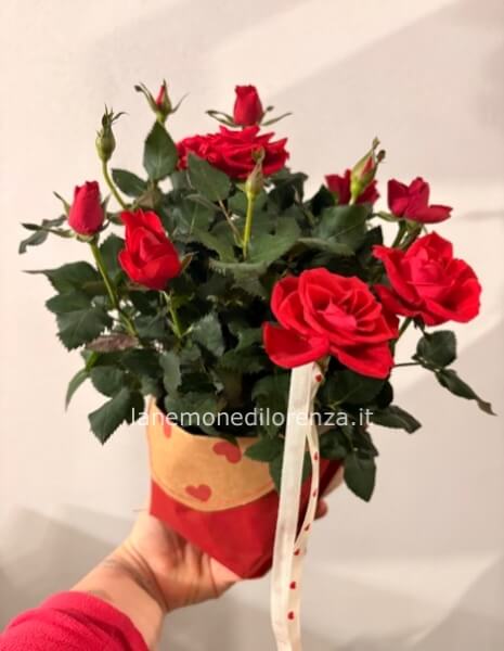 PIANTA DI ROSELLINA BIANCA CONFEZIONATA IN BOX